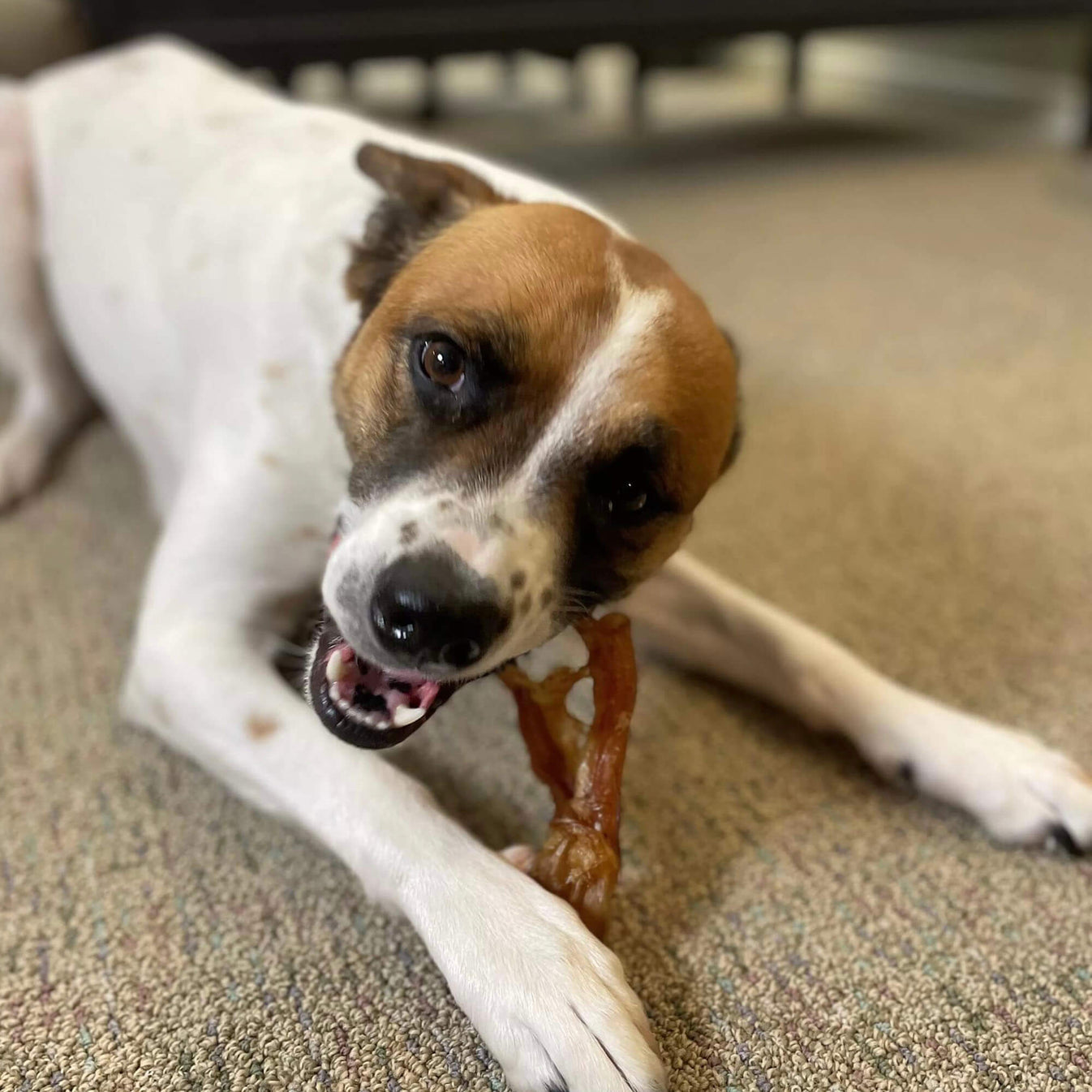 Beef Achilles Turbo Tendon Chew Treats for Dogs by Pupford