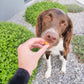 Cheddar Cheese Crunchies Treats for Dogs by Pupford