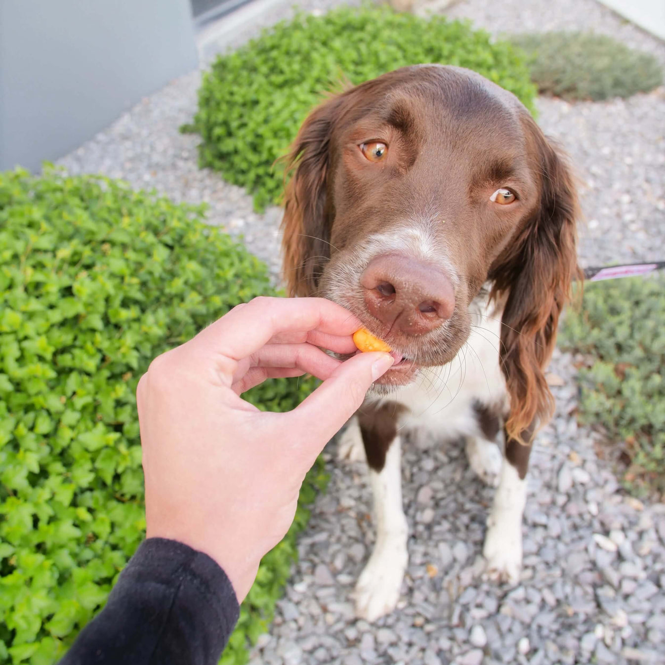 Cheddar Cheese Crunchies Treats for Dogs by Pupford