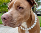 Dainty Paws Beaded Dog Collar Waterproof and Odor Resistant-Pearls-Boats n Barks