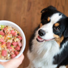 Dr. Harvey's Canine Health Miracle Dog Food, Human Grade Dehydrated Base Mix for Dogs with Organic Whole Grains and Vegetables-Boats n Barks