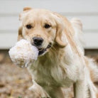 Hugglehounds Fleece Ball with Squeaker for Dogs-Boats n Barks