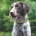 Bright Sunflower Dog Collar by Up Country-Boats n Barks