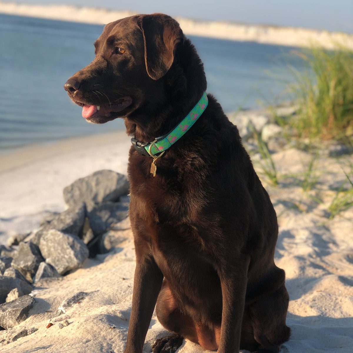 Flamingo Dog Collar by Up Country-Boats n Barks