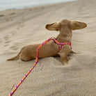 Flower Power Dog Harness by Up Country-Boats n Barks
