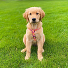 Flower Power Dog Harness by Up Country-Boats n Barks