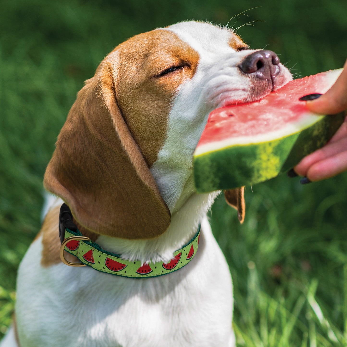 One in a Melon Dog Collar by Up Country