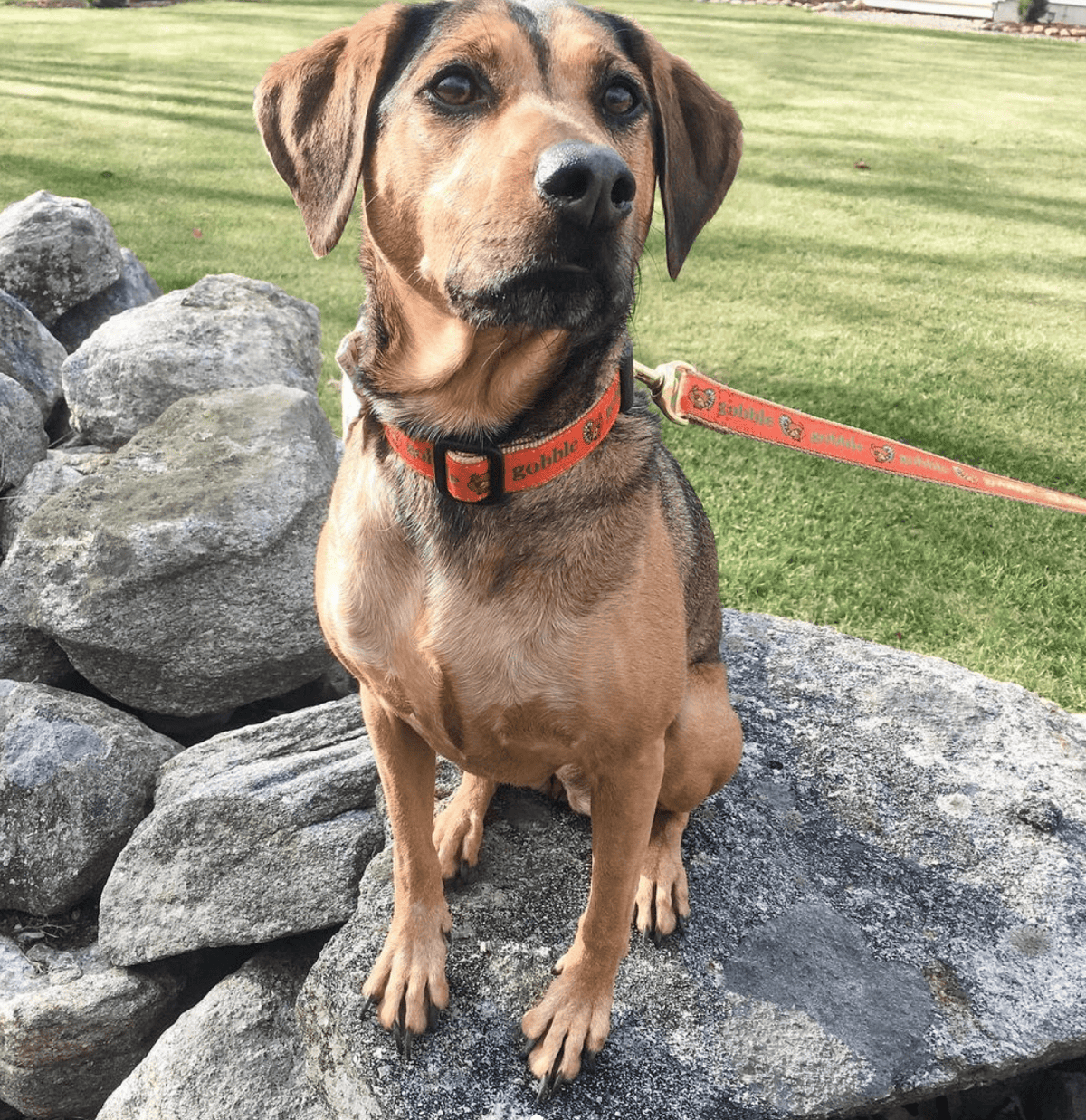 Gobble Gobble Thanksgiving Dog Collar by Up Country-Boats n Barks