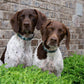 Gordon Plaid Dog Collar by Up Country