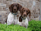 Gordon Plaid Dog Collar by Up Country-Boats n Barks