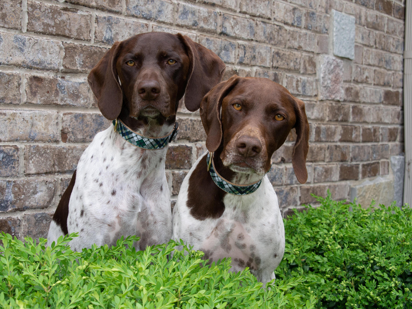 Gordon Plaid Dog Collar by Up Country
