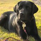 Got Bones Dog Lead by Up Country-Boats n Barks
