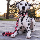 Got Bones Dog Lead by Up Country-Boats n Barks