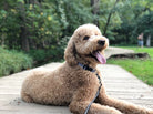 Gridlock Dog Collar by Up Country-Boats n Barks