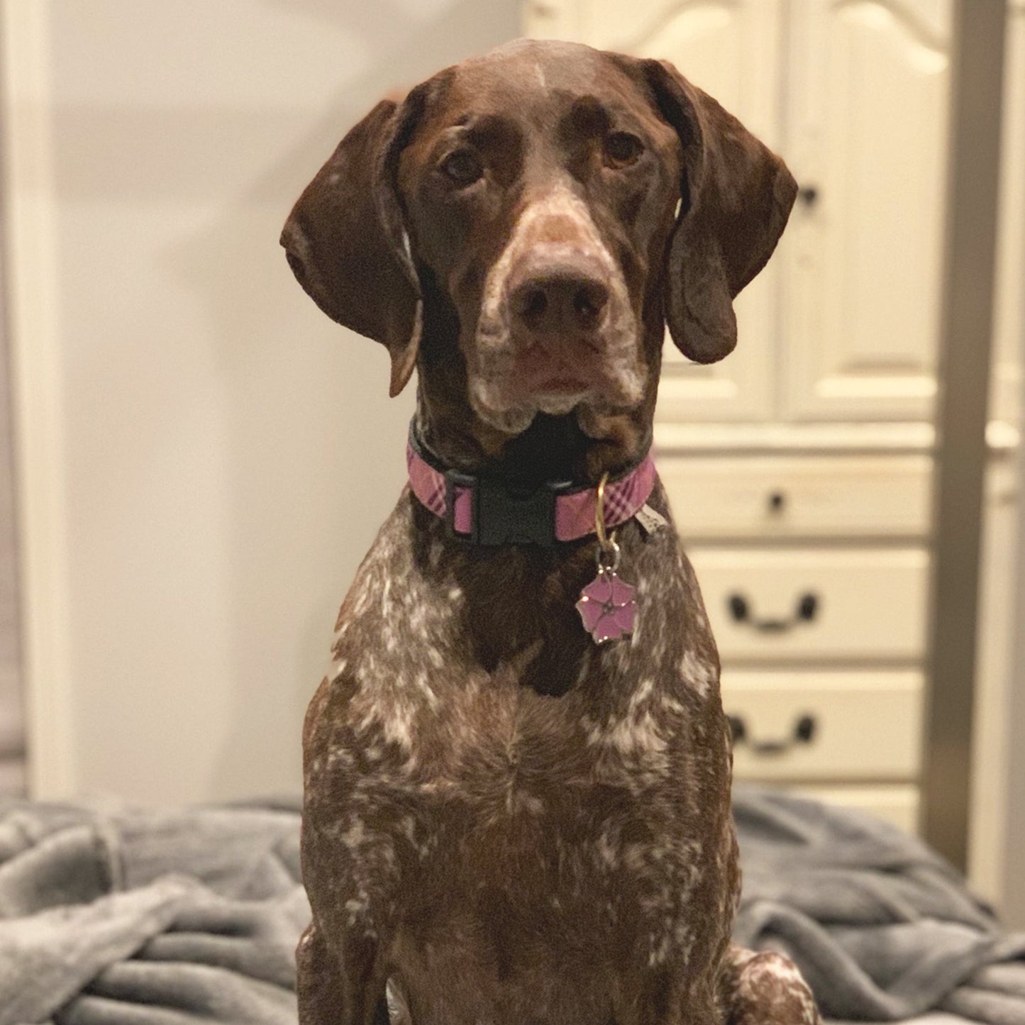 Lavender Lattice Dog Collar by Up Country