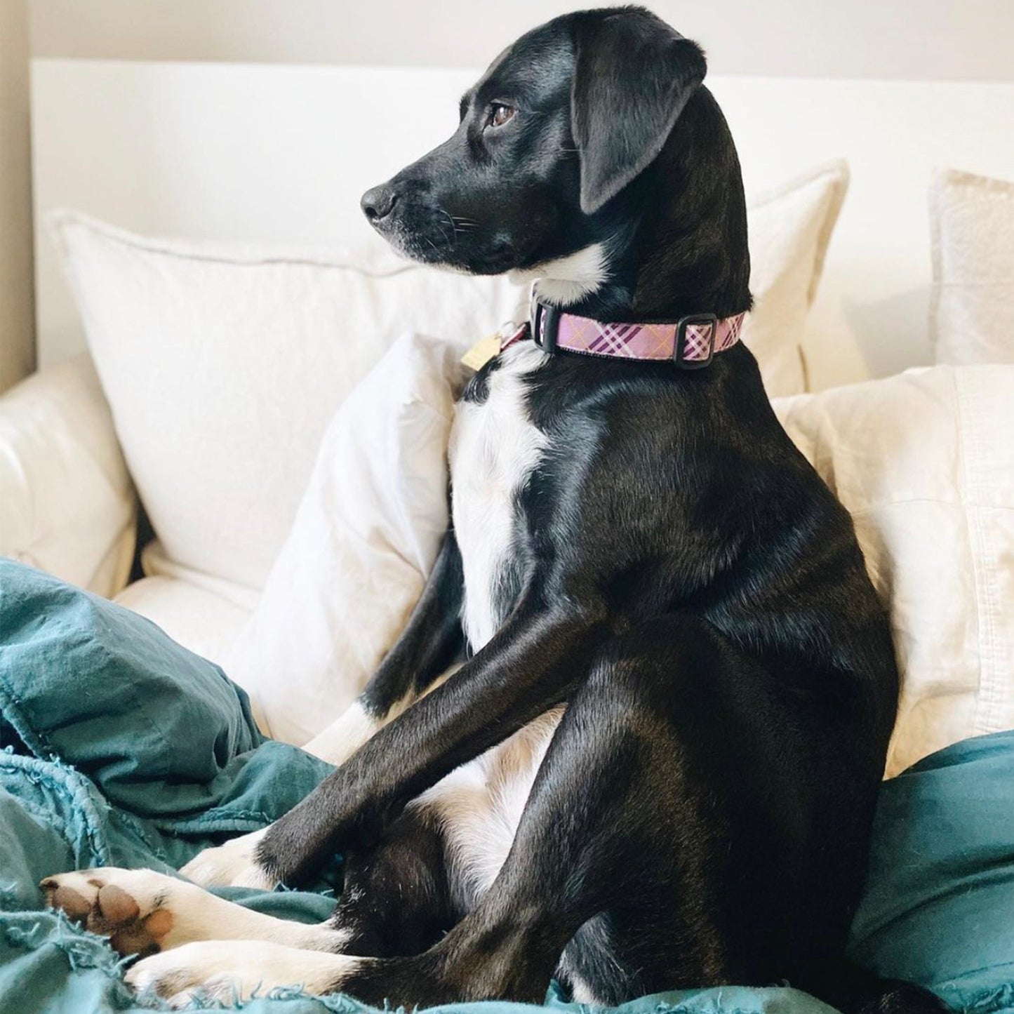 Lavender Lattice Dog Collar by Up Country