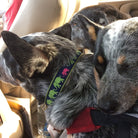 Leader of the Pach Dog Collar by Up Country-Boats n Barks