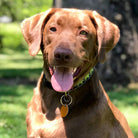 Leader of the Pach Dog Collar by Up Country-Boats n Barks