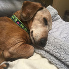Leader of the Pach Dog Collar by Up Country-Boats n Barks