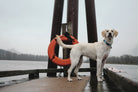 Marlin Dog Collar by Up Country-Boats n Barks