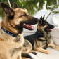 North Star Dog Collar by Up Country