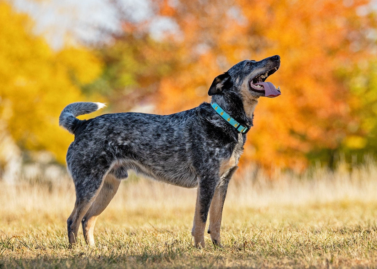 Pineapple Dog Collar by Up Country-Boats n Barks