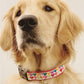 Pop Hearts Dog Collar by Up Country