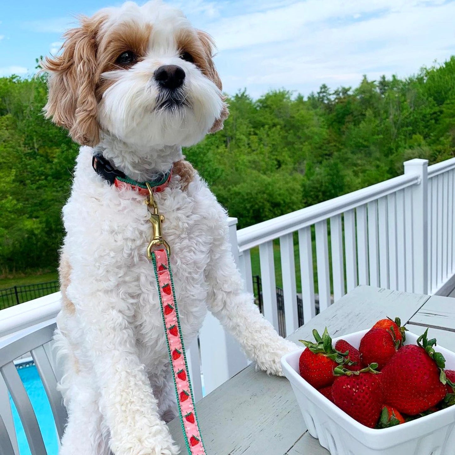 Strawberry Fields Dog Collar by Up Country