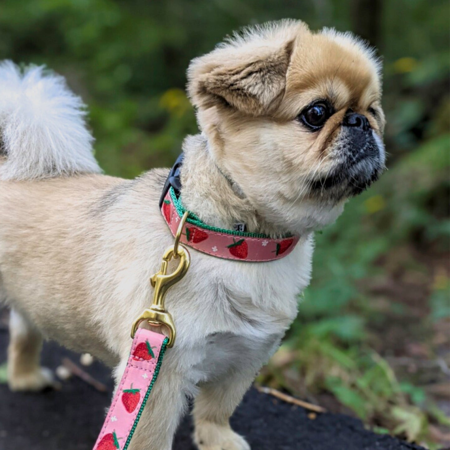 Strawberry Fields Dog Collar by Up Country