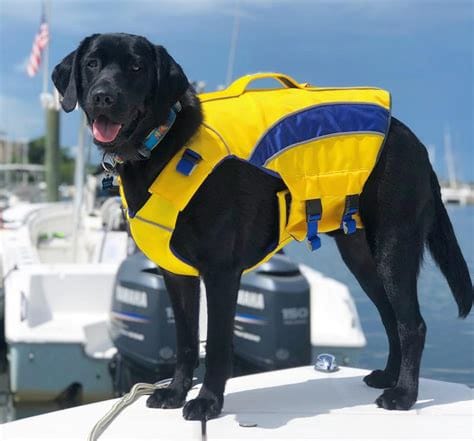 Baydog Monterey Bay Life Jacket for Dogs-Boats n Barks